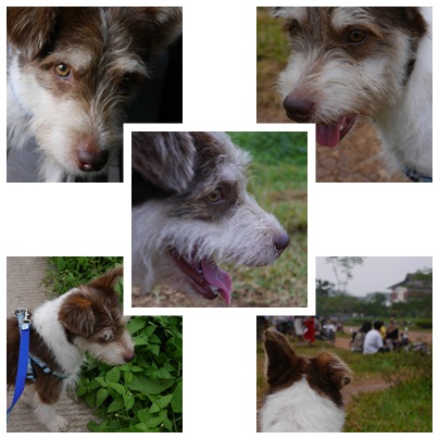 anjing di depok