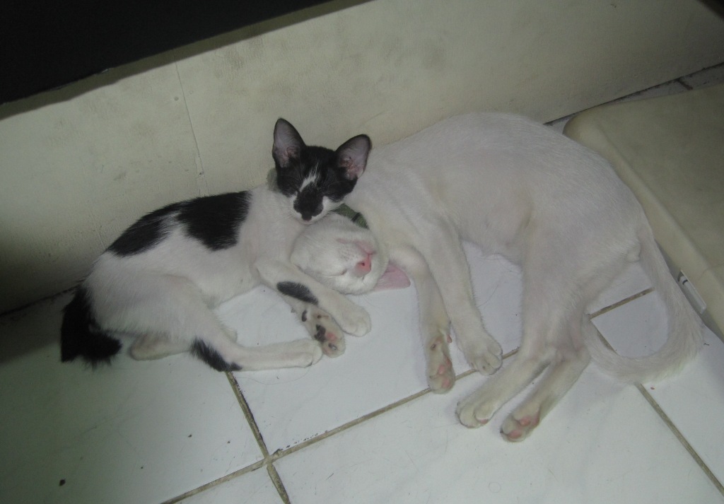 Buyung Maret 2013