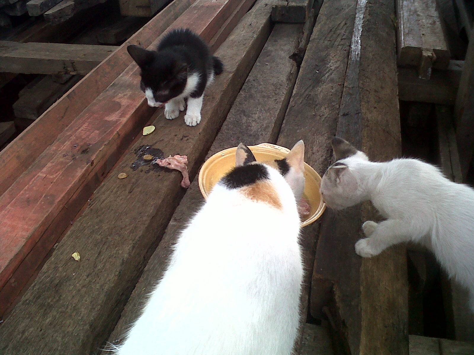 IMG-20131221-00311 (1)