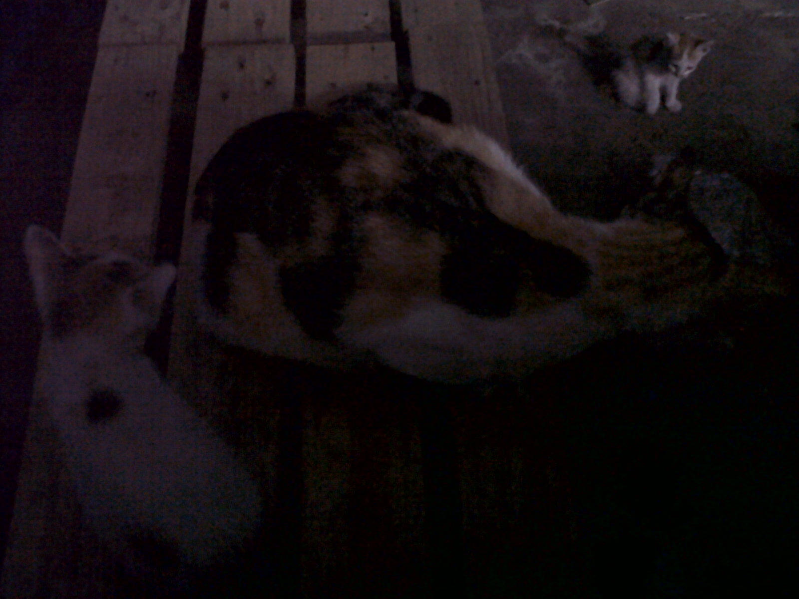 ini induk kucing yang memindahkan anaknya.. gelap ya..