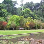 kebun raya bogor