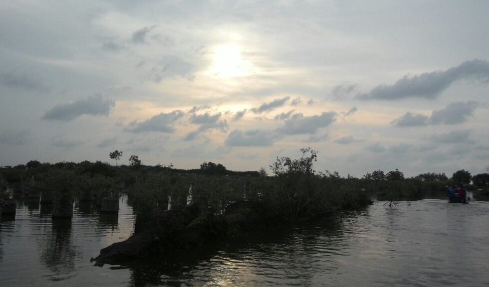 Hutan Mangrove Pekalongan