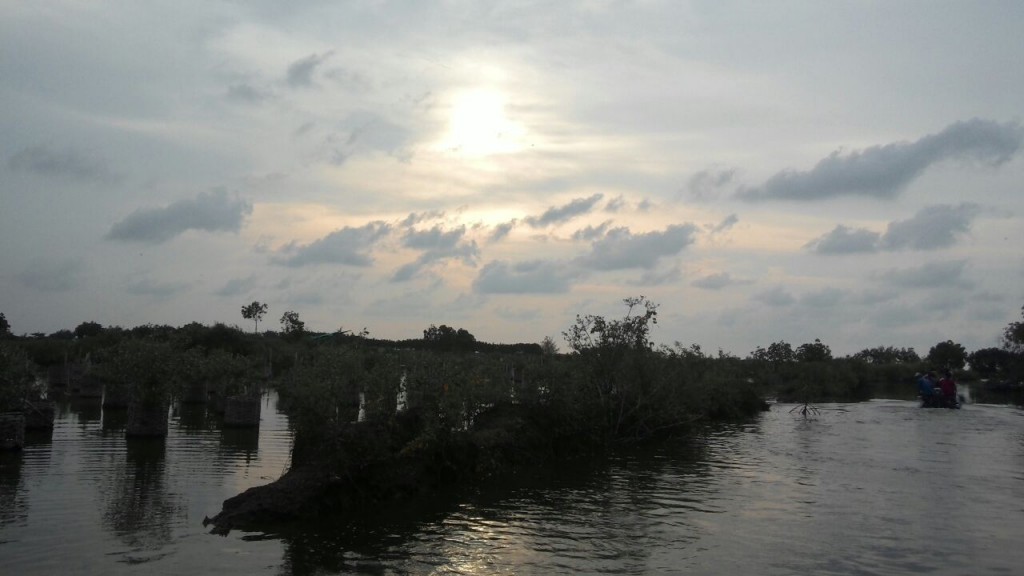 Hutan Mangrove Pekalongan