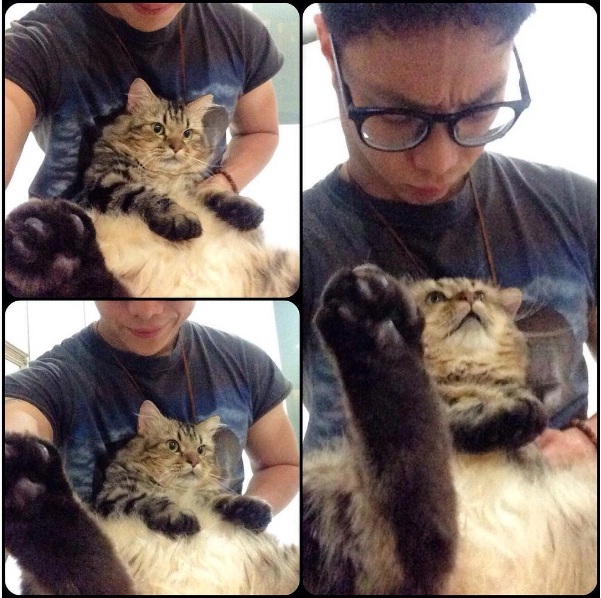kucing-dikta