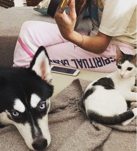 kucing-sophia-latjuba